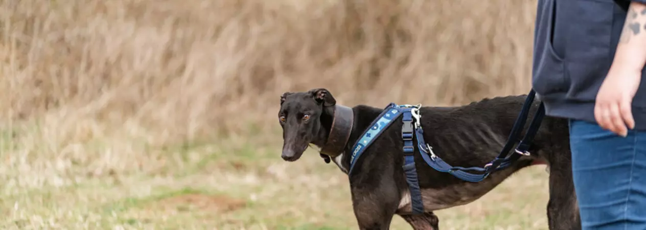 Black greyhound walking in a field on lead with a woman