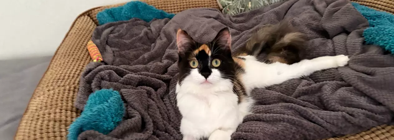 White and black and tan cat lays on a comfy bed padded with blankets