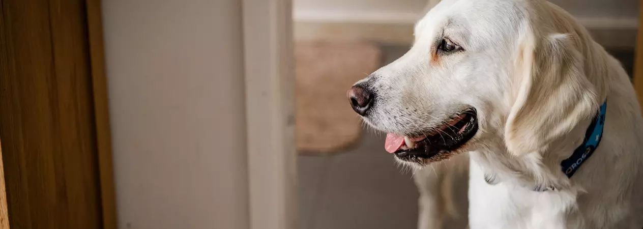 A golden retriever dog looks to the left of the image. They are wearing a Blue Cross collar and standing in a doorway.