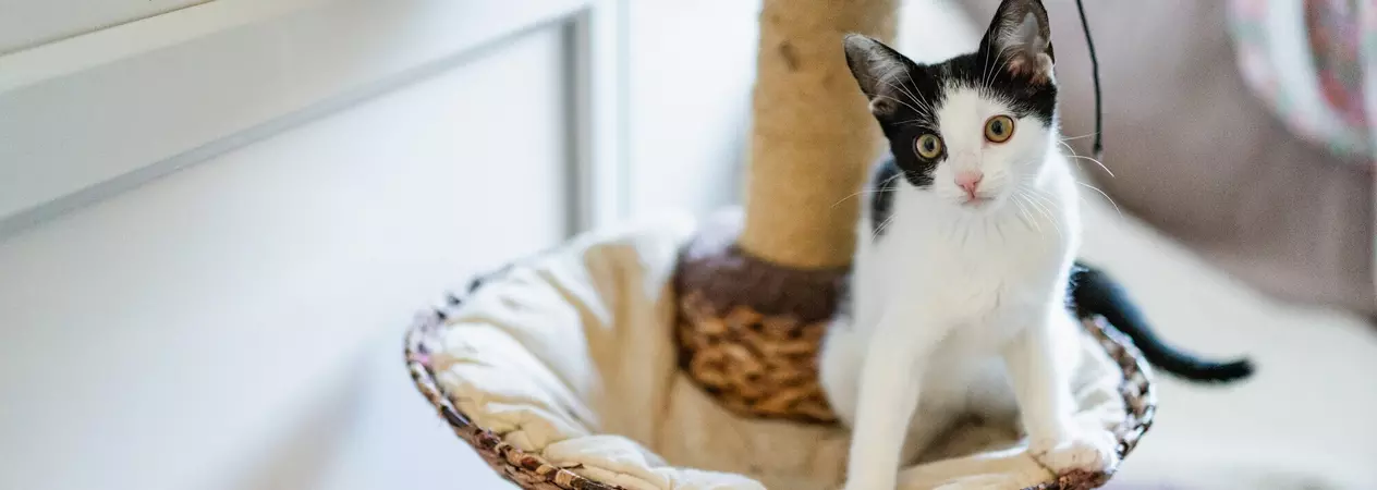 A black and white kitten sitting in a rattan cat tree