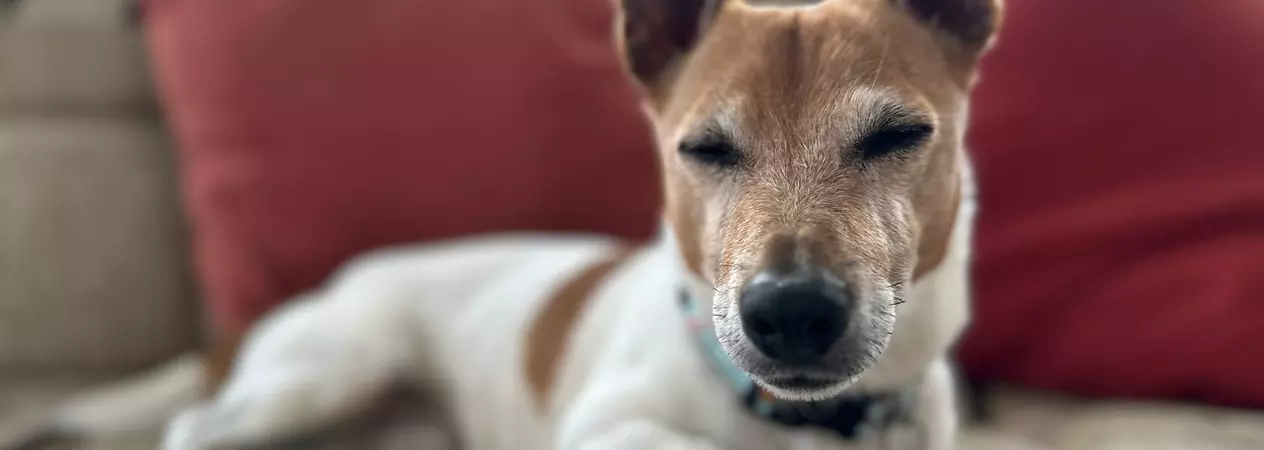 Tan and white terrier relaxes with eyes partially closed on a beige sofa with red cushions in the background