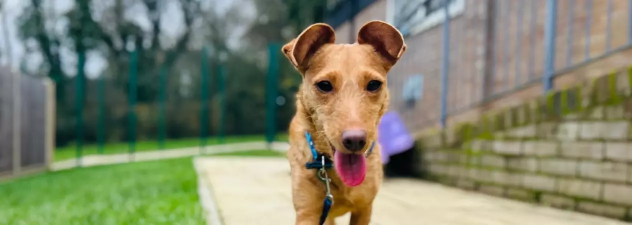 Tan terrier dog Duck walking along a paved path next to a grassy area at our Hertfordshire site. He looks happy, alert and relaxed as he walks off lead.