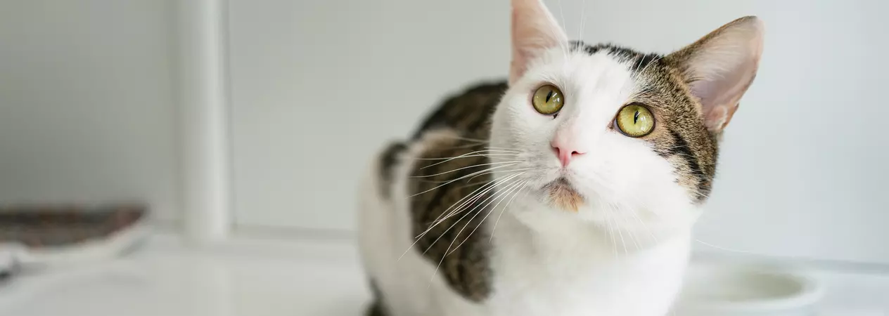 A white and tabby cat with big ears and amber eyes sits on a white shelf, looking up expectantly