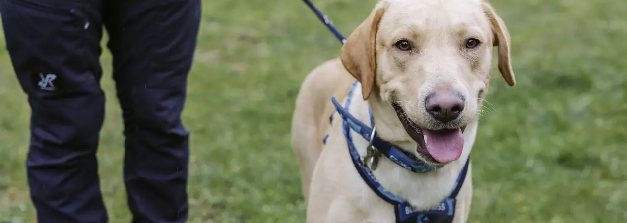 A golden Labrador retriever stares at the camera. They are wearing a Blue Cross harness and collar, and are attached to a lead.