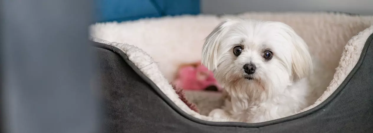 A white Maltese dog sits in a dark grey dog bed. The dog is looking at the camera.