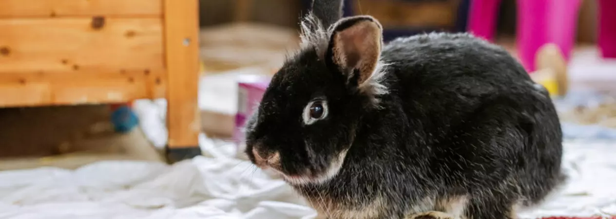 Black rabbit Blizten sat on a red blanket in front of a wooden enclosure