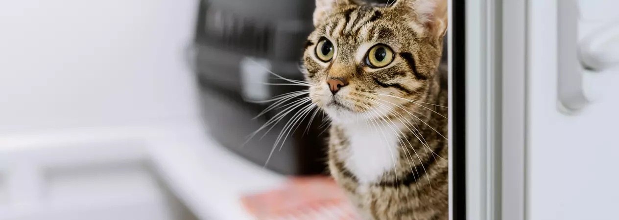 Tabby cat Elphaba looking out from her kennel door sitting on a pink towel