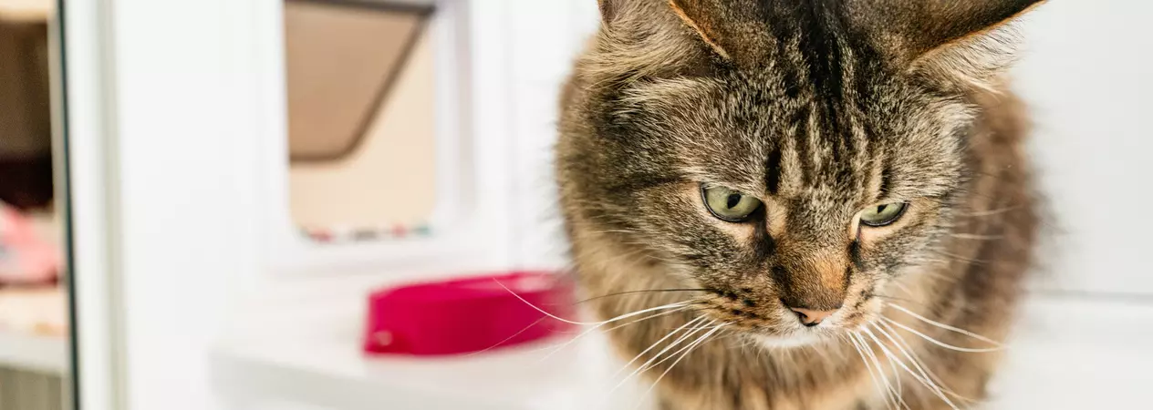 Tabby cat Pepper perched on a shelf in a white cat kennel looking down