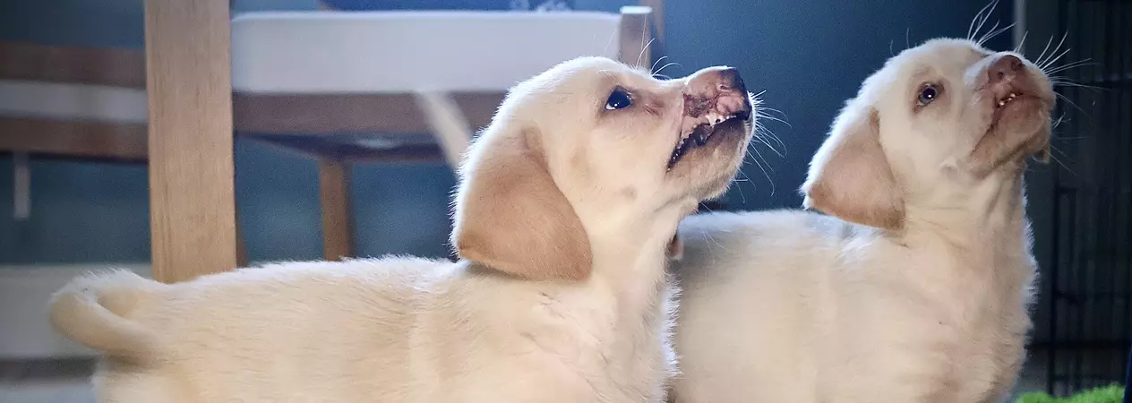 Golden retriever puppies Hope and Chance, standing on a wooden floor looking up at a person