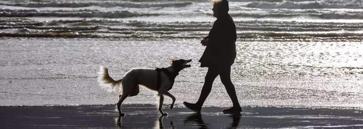 A white dog looking at their owner near the water on a beach