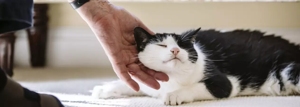 A black-and-white cat lies on a carpet with its eyes closed, looking content as a person gently scratches under its chin with one hand.