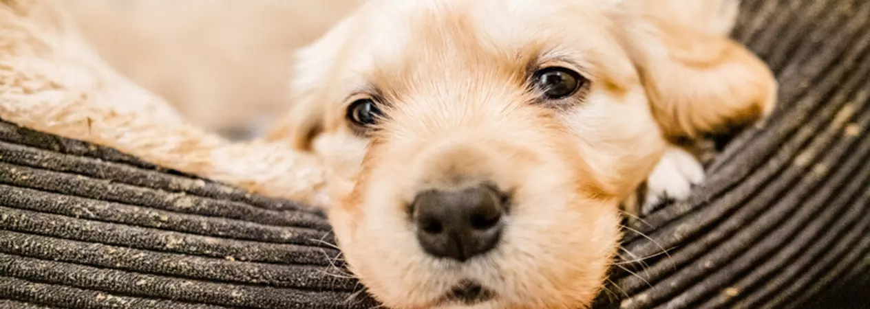 Close-up of a golden retriever puppy resting its head on the edge of a soft, ribbed dog bed, looking sleepily into the camera.