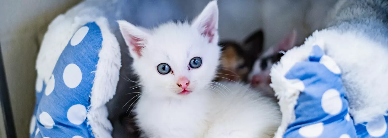 Small white kitten with bright blue eyes sitting in a soft, blue polka-dot pet bed, with a few other kittens partially visible in the background.