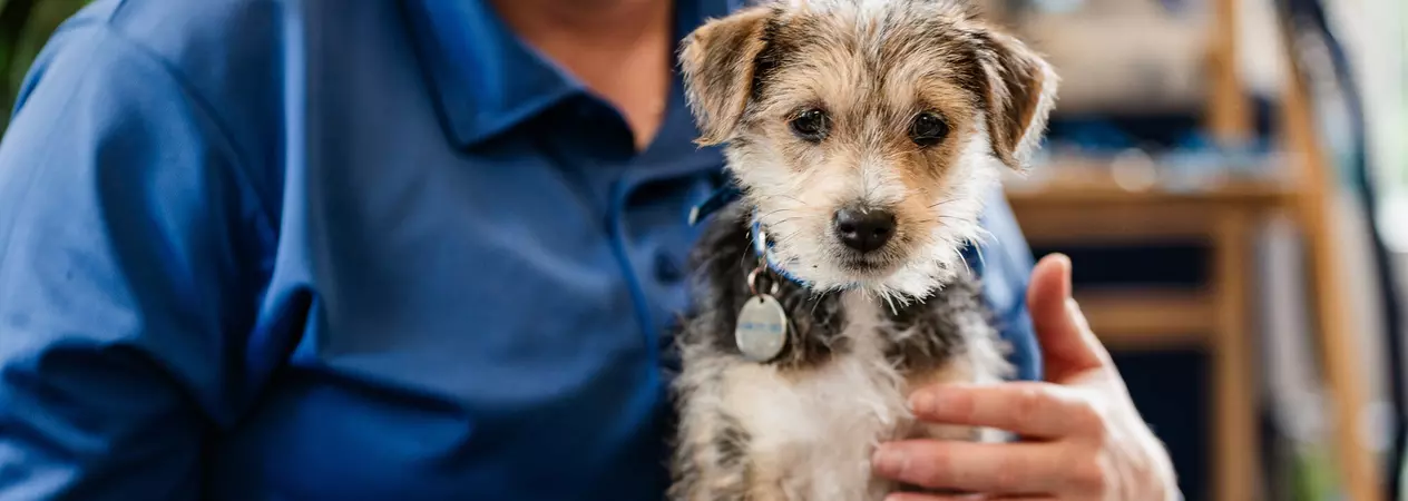 Terrier dog Dennis sitting on the lap of a Blue Cross staff member wearing a blue top and blue jeans, looking at the camera