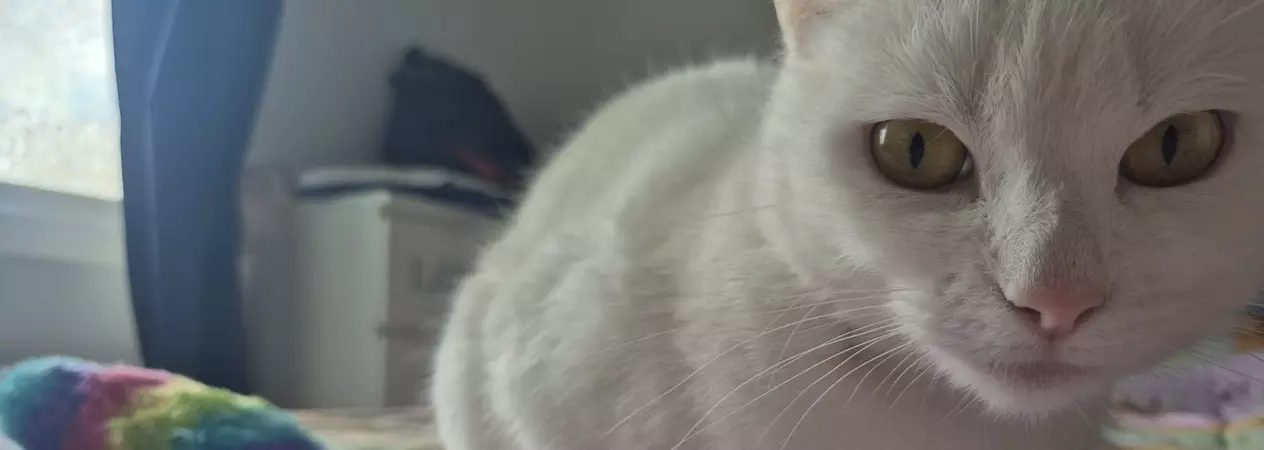 White cat Blanche lays on a lilac bedspread looking towards the camera