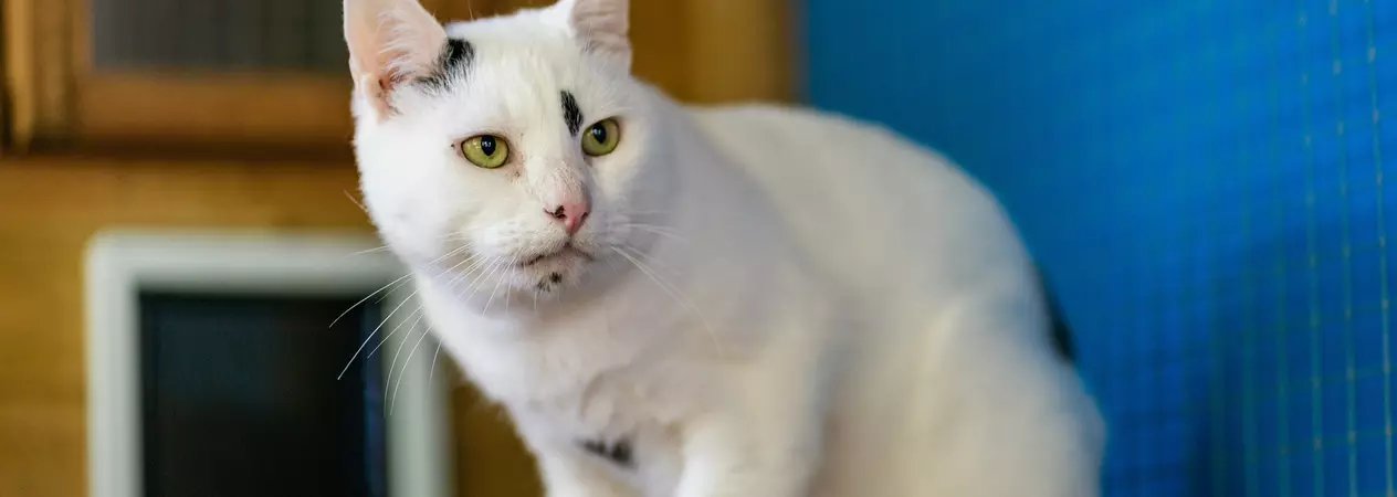 A white cat with black spots near his eye, left ear and and chin is sitting on a blanket in his foster home