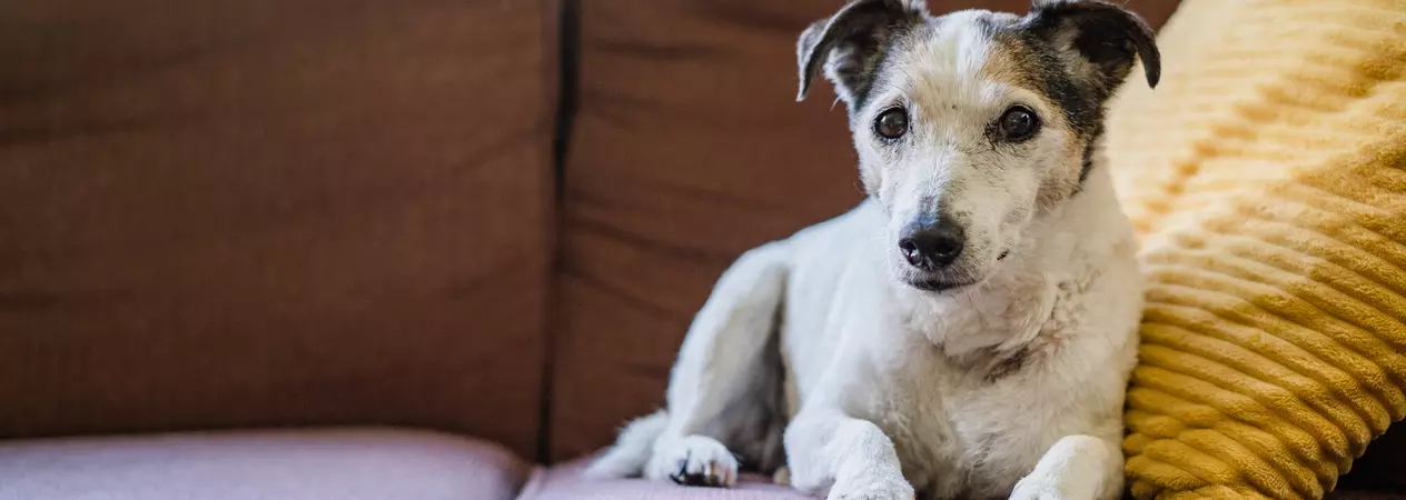 A white senior terrier called Libby lying on a sofa in her new home