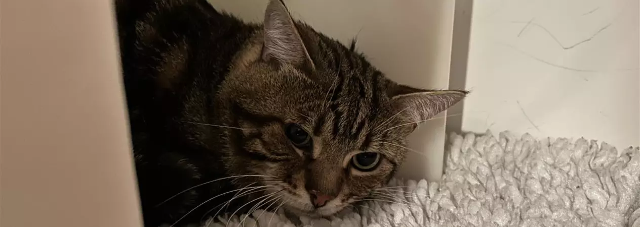 A tabby cat with wide black pupils in his big green eyes rests his head on a grey furry blanket. He looks sad.