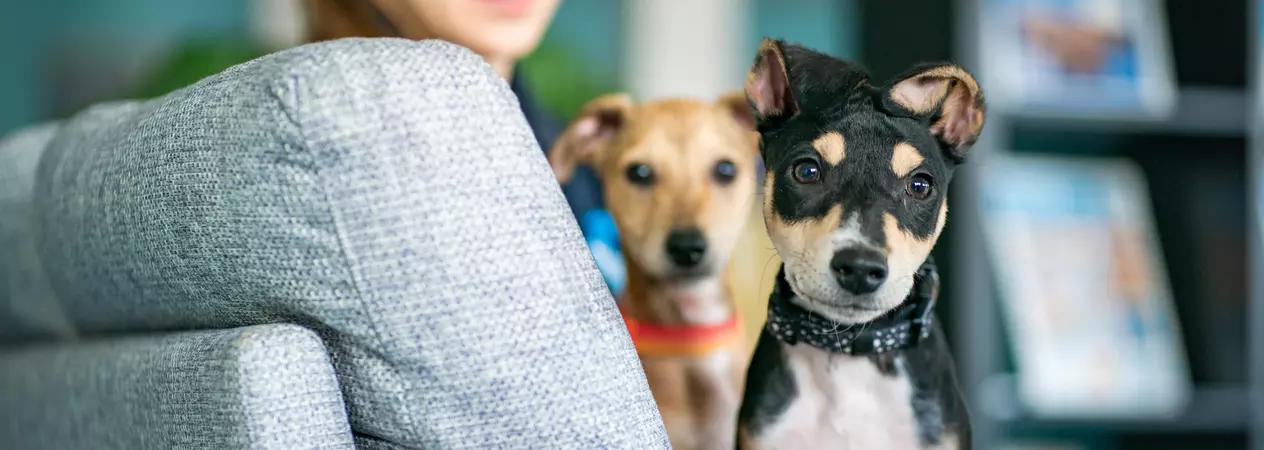 Tan and black puppy sits on a grey sofa looking towards the camera with a tan puppy and a Blue Cross member of staff in the background