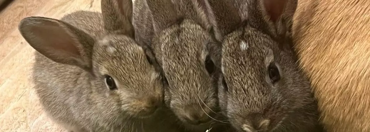 Three young brown rabbits huddled together and looking to camera with some hay in front of them on the floor