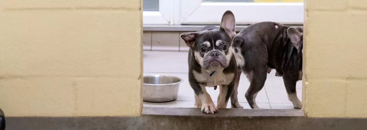 French bulldog stands at the opening to its kennel looking forward, with another french bulldog behind with its face behind a cream wall. There is a stainless steel dog bowl to the left of them.