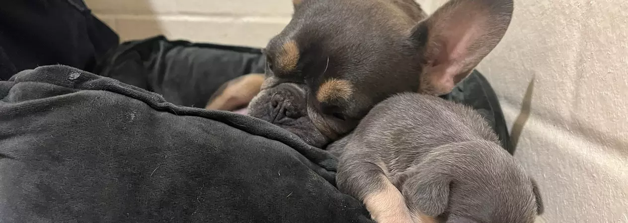 French bulldog Bean and one of her puppies are snuggled up together in a black, velvet-looking dog bed. The puppy, who is tan and black, is flopping over the edge. Both have their eyes closed.