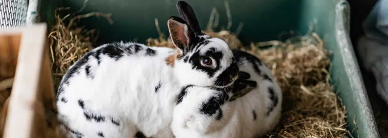 Two black and white rabbits snugging together in a plastic box filled with hay