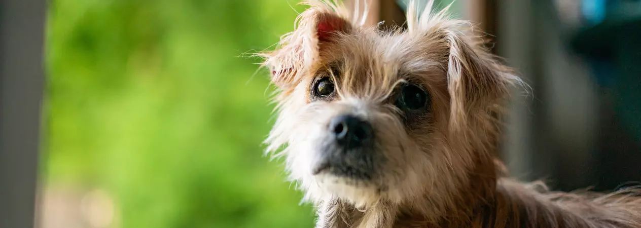 Dog Duchess looking to the side with an open door to a garden behind her