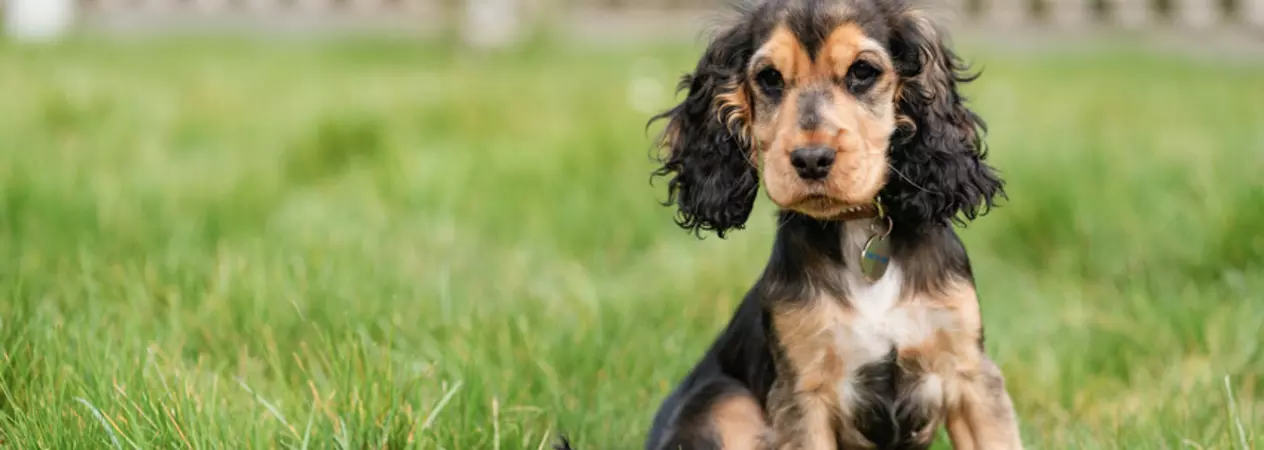 Brown and black spaniel puppy sits in a grassy field with a white fence in the background
