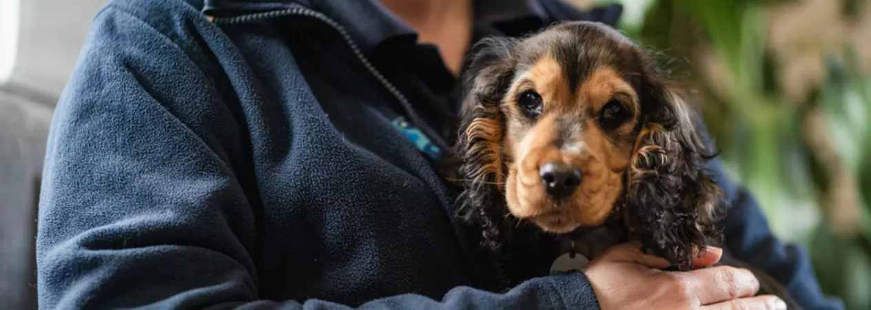 Black and brown spaniel puppy being held while sitting in a woman's lap on a sofa, looking to camera