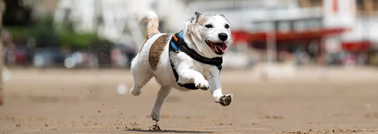 An active brown and white jack russell running along a beach