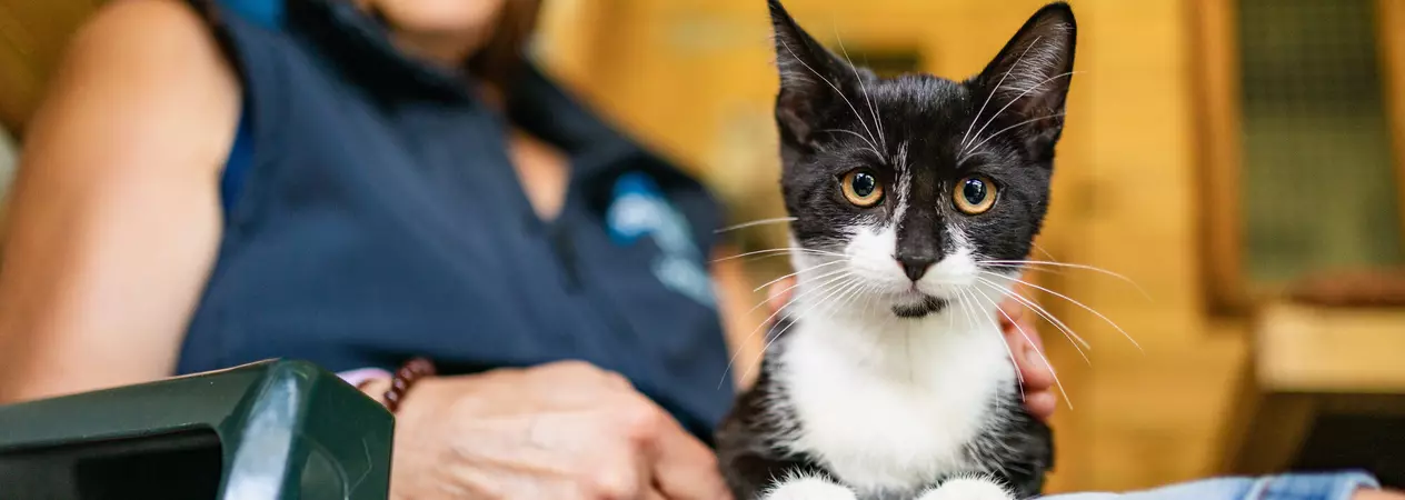Black and white cat Noodles is laying on the lap of his foster carer, who is wearing a denim skirt and navy Blue Cross top