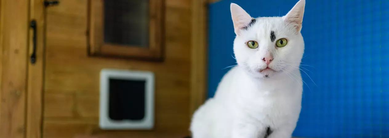 White cat Harvey Moon sitting in his cat chalet with a blue background