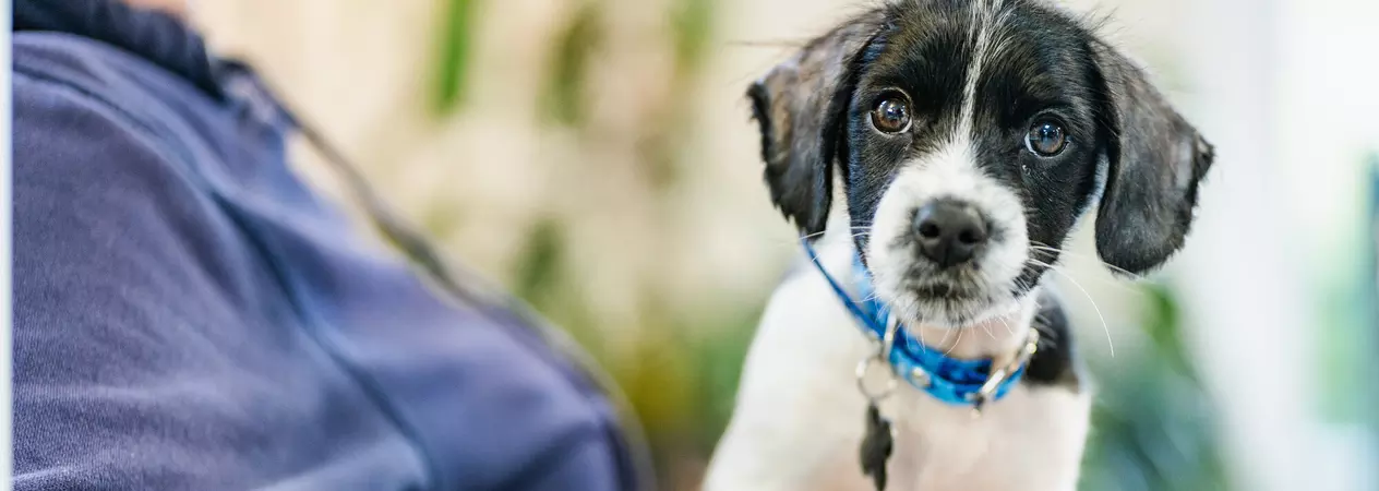Black and white puppy Piglet wearing a blue collar, perched on the lap of a Blue Cross member of staff wearing a navy sweatshirt. His two front paws are placed on the arm of a sofa and he is looking into the camera.