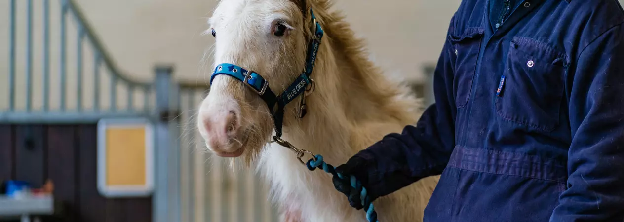 White horse Gregg is wearing a Blue Cross headcollar and is being led by a member of the Blue Cross team wearing navy overalls and a riding helmet
