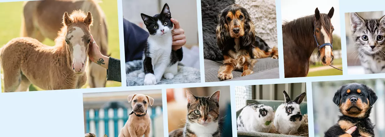 A collage of various animals including cats, dogs, horses, and rabbits. The images show a black and white cat being petted, a Rottweiler puppy, a cocker spaniel, a tabby kitten, a light brown puppy, a one-eyed calico cat, a horse, a foal, and two black and white rabbits eating greens.