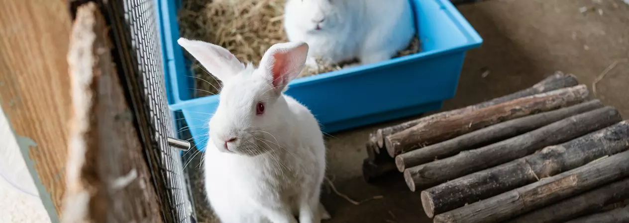 Two white rabbits inside their playpen. One upright giving a side eye. The other laying down relaxed inside their bed.