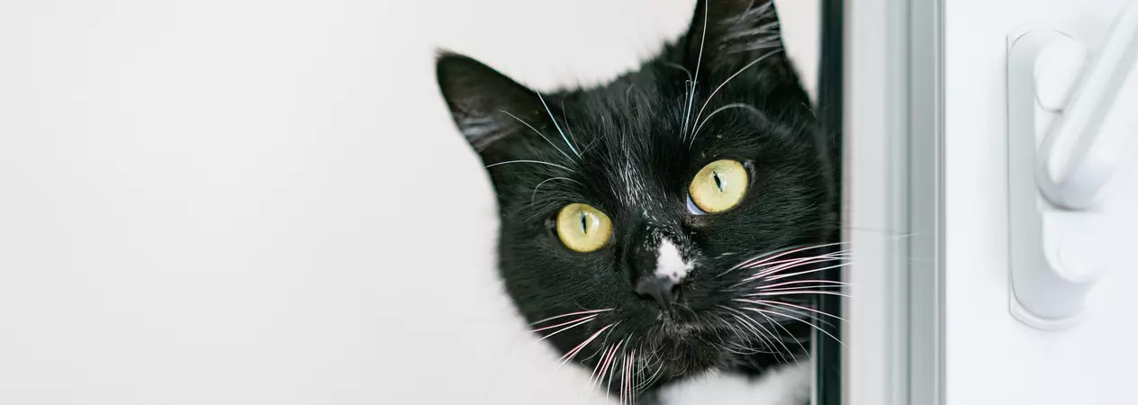 Black and cat with bright green eyes peering around the doorframe