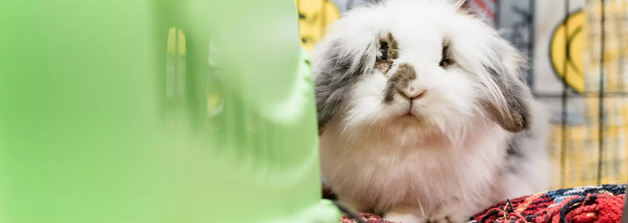 White and grey rabbit Betty on a red blanket beside a green enclosed bed