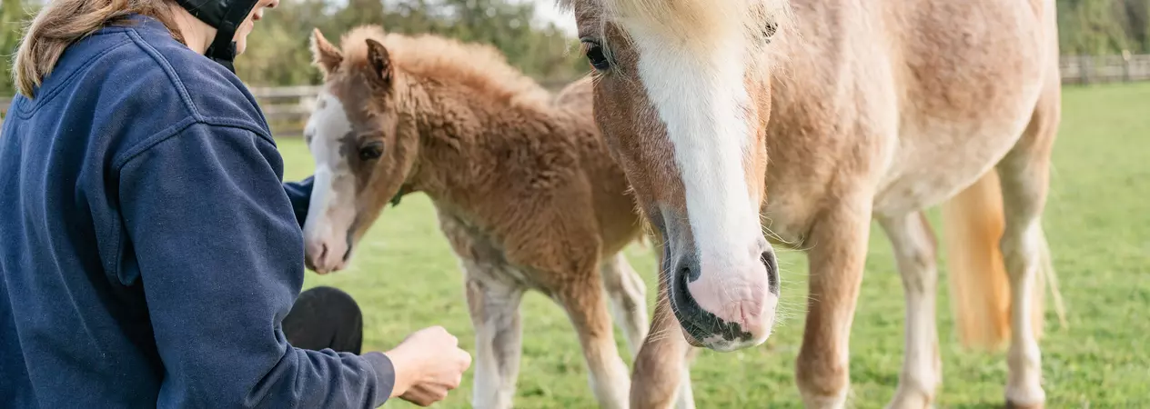 Blue Cross worker wearing navy clothes and helmet gives foal Alpine a fuss alongside mum. They're in a grassy field.
