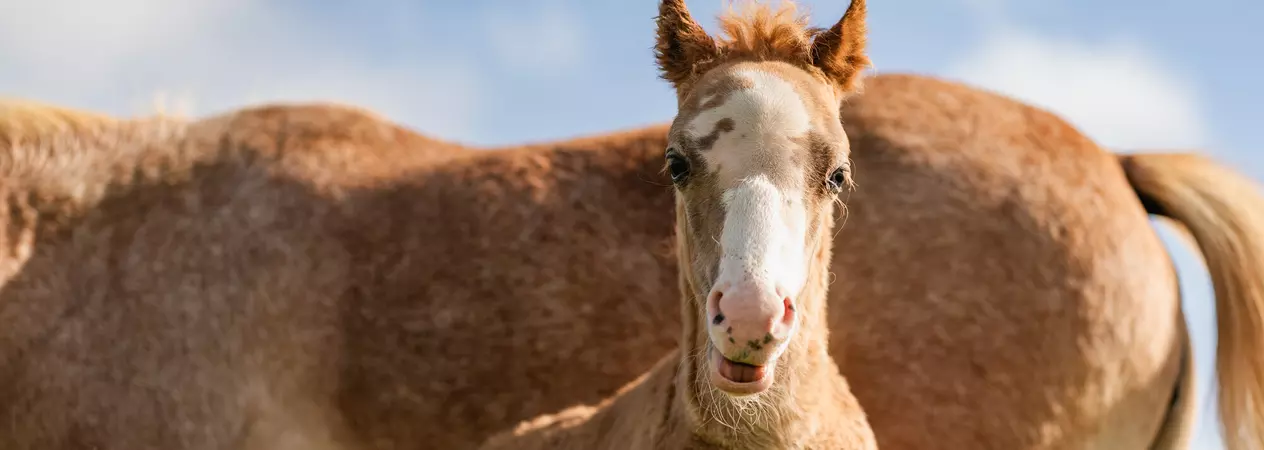 Strawberry coloured Foal stands in front of mum with blue skies in background