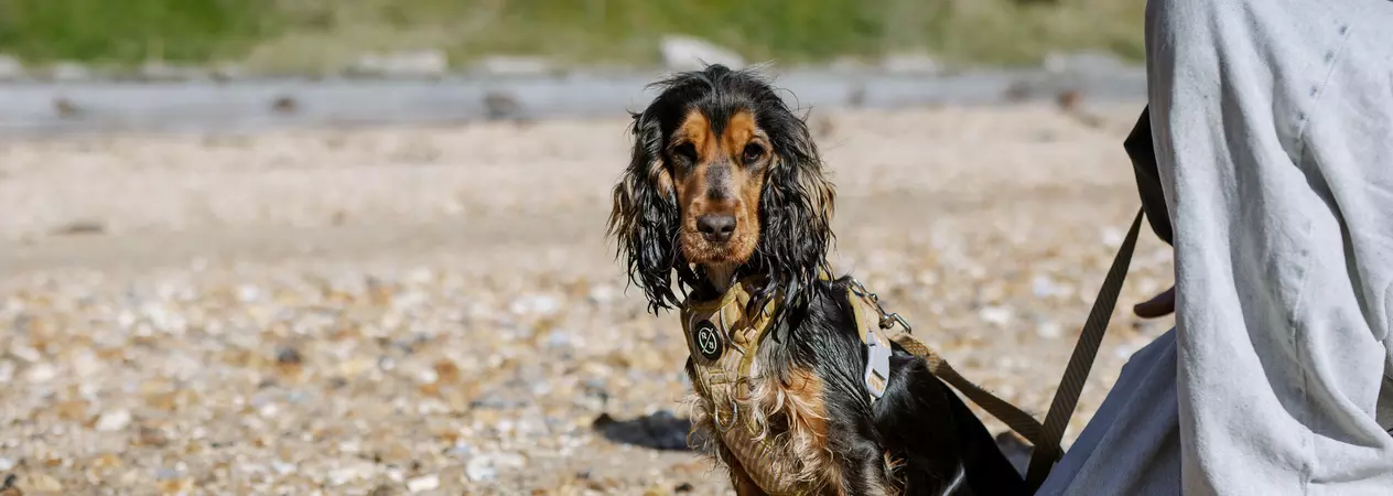 Tan and black spaniel Lilly sits on a shingle beach looking towards the camera, with her owner who is wearing light jeans and trainers crouched down beside her