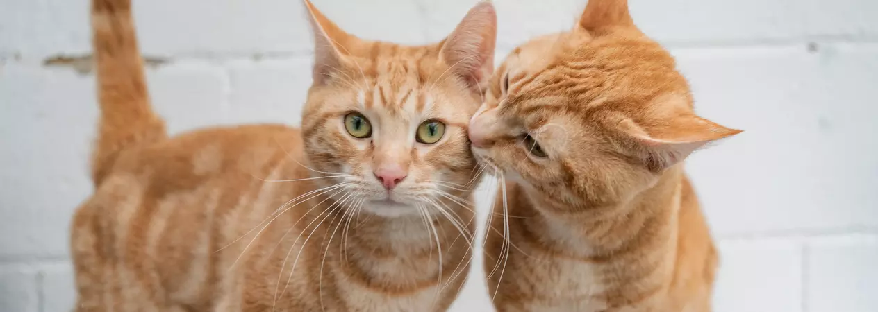 Two ginger tabby cats stand beside each other. One looks straight at the camera and the other looks as though he is kissing him on the cheek.