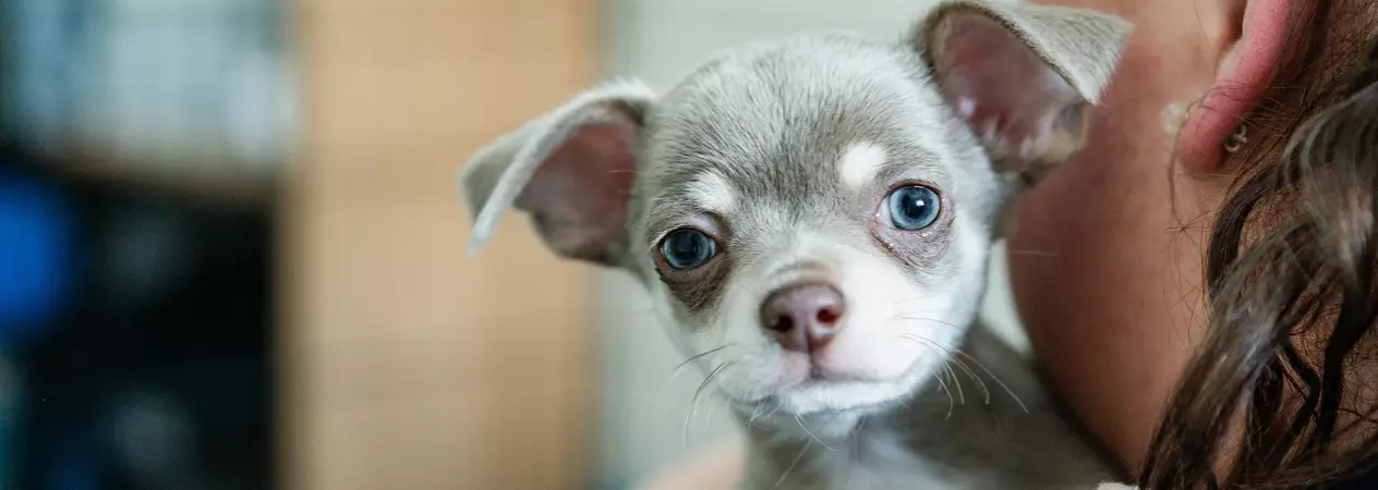 Puppy Gizmo, who is grey and white, is being held by a member of the team wearing a navy t-shirt. Gizmo is peering over her back, looking at the camera.
