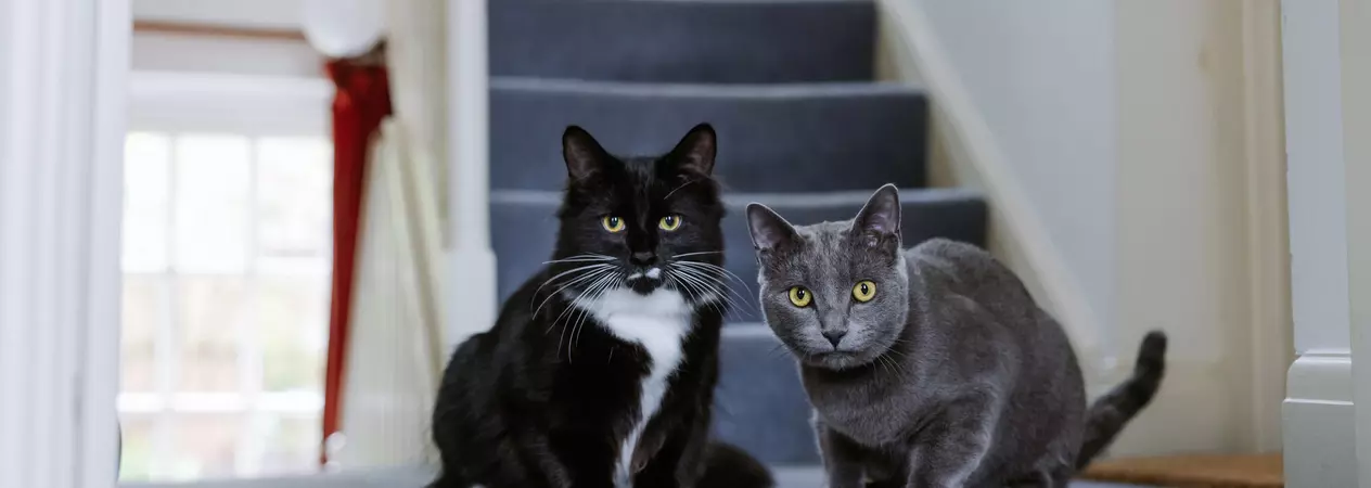 Two domestic cats sit side by side on a carpeted hallway floor at the base of a staircase. One cat has black-and-white fur with a white chest and paws, while the other has short gray fur. Both cats are looking toward the camera, with a blue-gray carpeted staircase and white interior walls in the background.