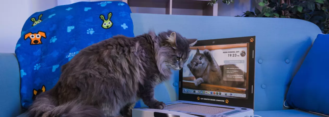 A grey, long-haired cat sitting on a sofa looking down at a gaming console