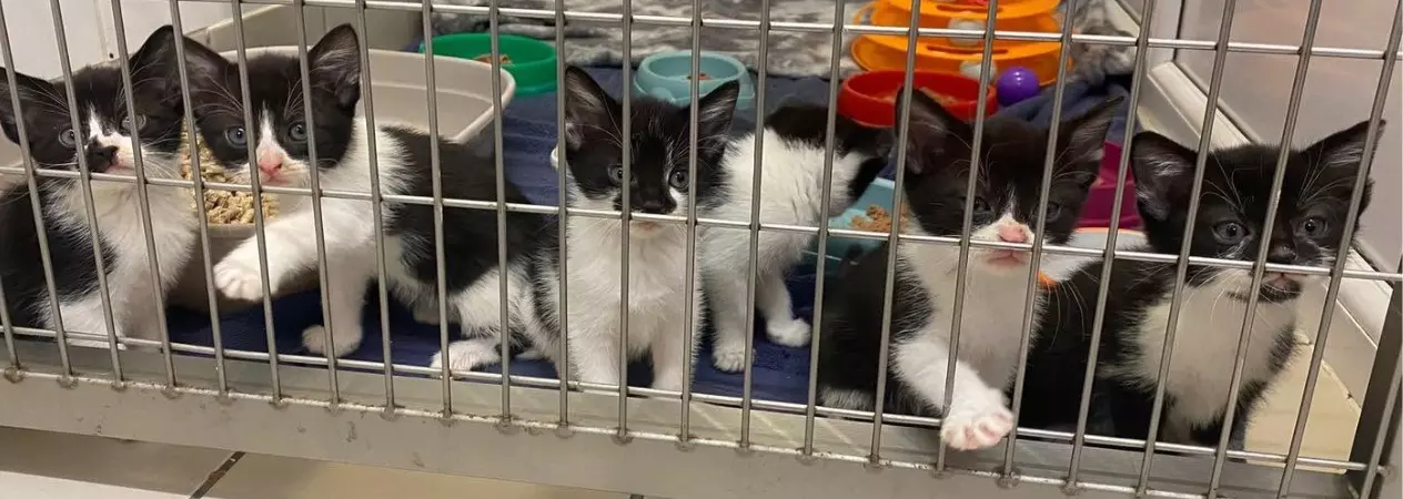 Six young black and white kittens in our cattery