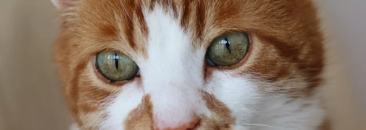 Harry the cat Suffolk