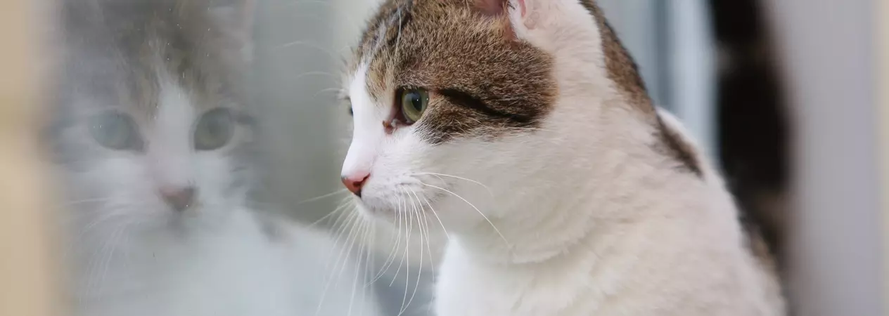 Cat Olly at Lewknor adoption centre