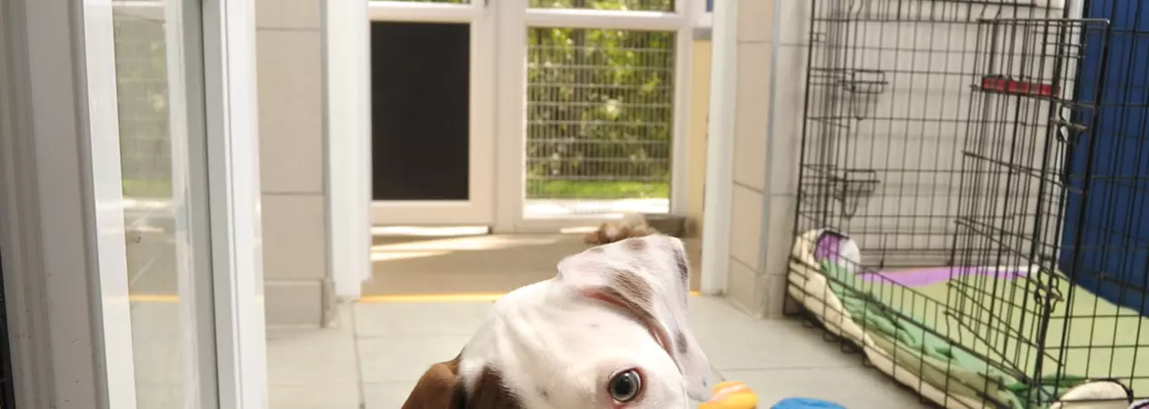 Puppy Wispa at Southampton adoption centre
